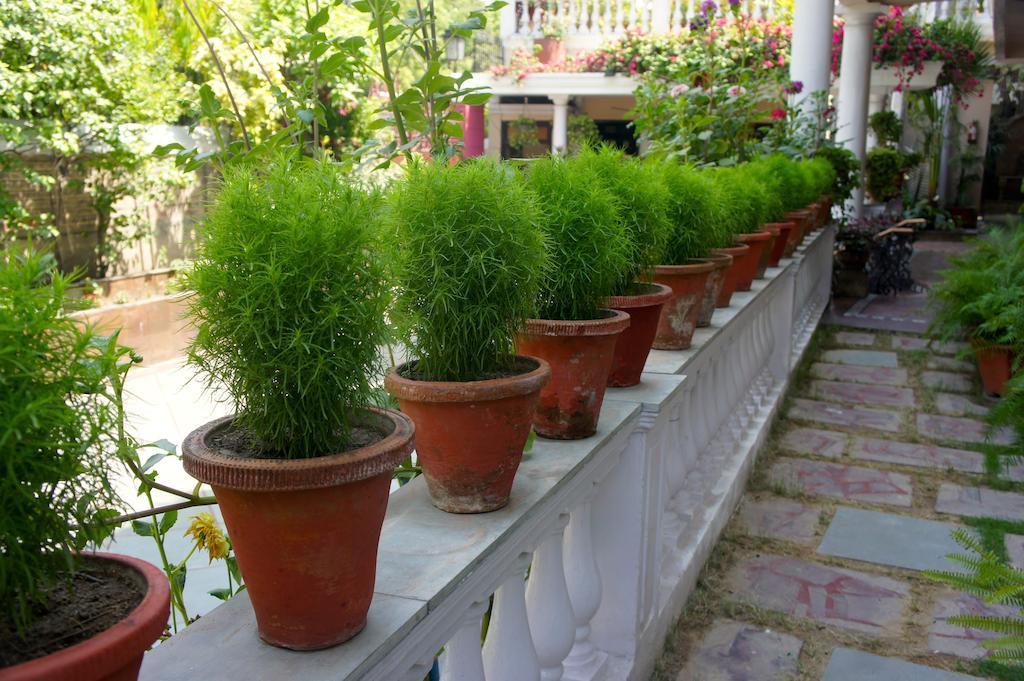 Sirohi House Új-Delhi Kültér fotó