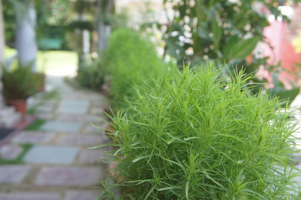 Sirohi House Új-Delhi Kültér fotó